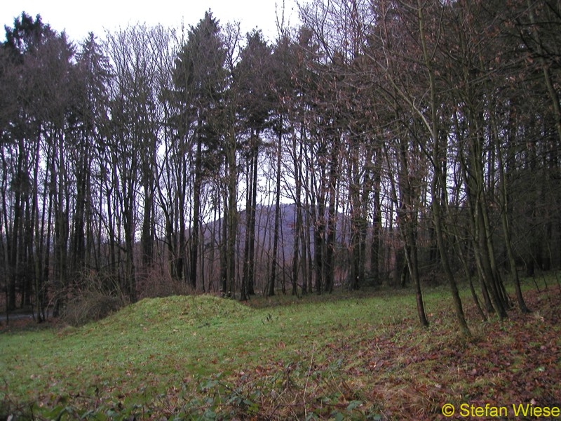 Siebengebirge (Blick in eine Lichtung)