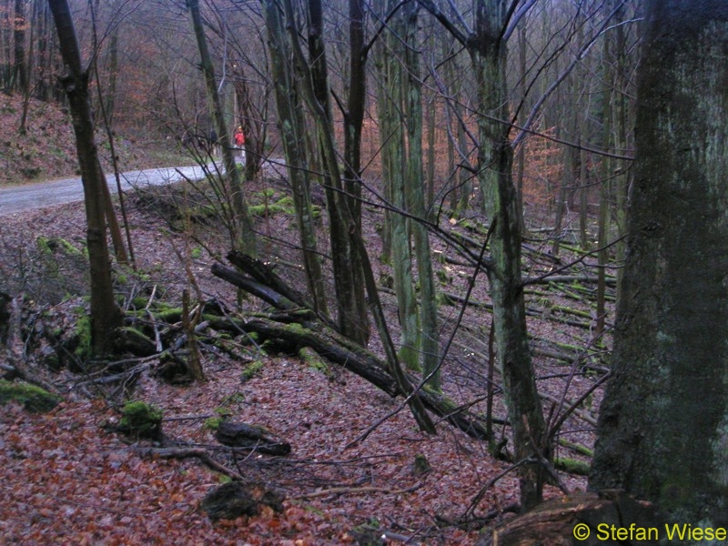 Siebengebirge (Natuerlicher Waldschaden)