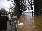 Koeln: Hochwasser Jan 2003 (Schwan)