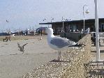 Helgoland (ne Moewe halt)