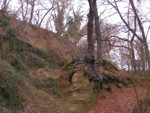 Siebengebirge (Baumwurzel ueber einem Felsen)